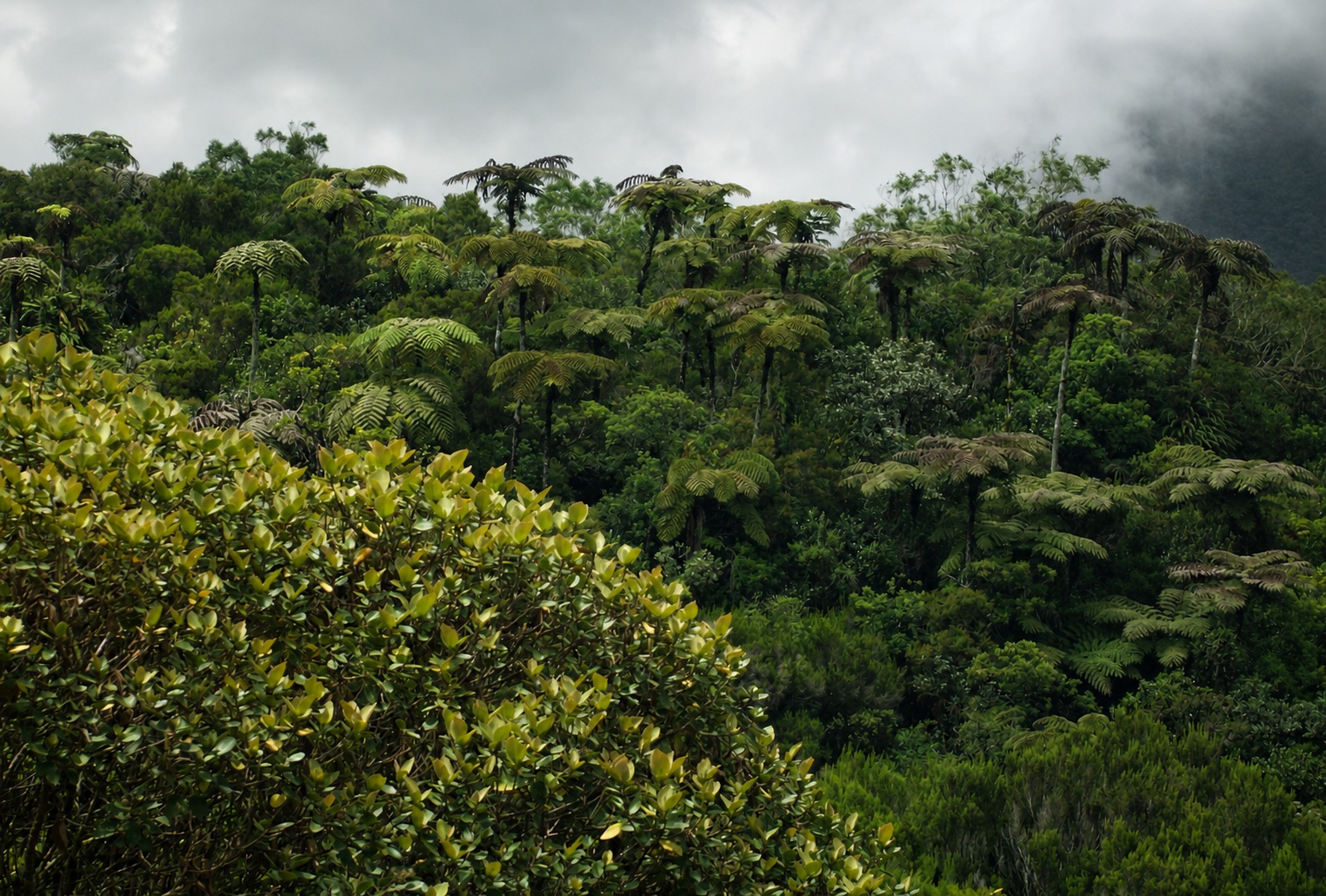 Le tour du Piton Bébour 1