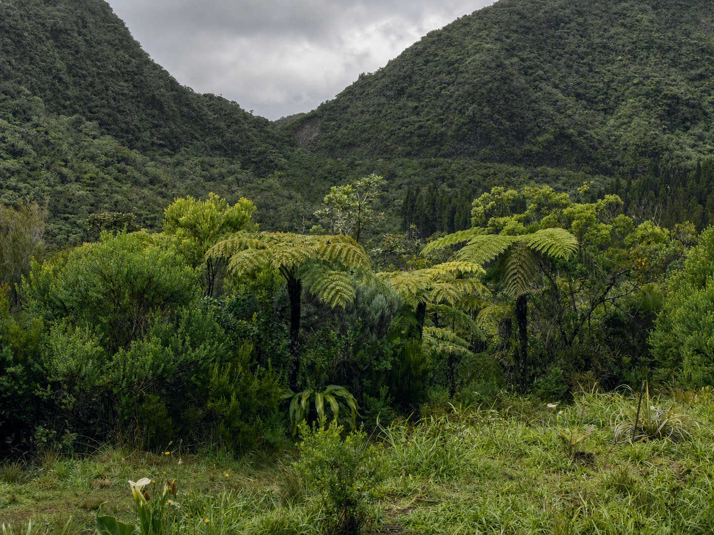 Le tour du Piton Bébour 2