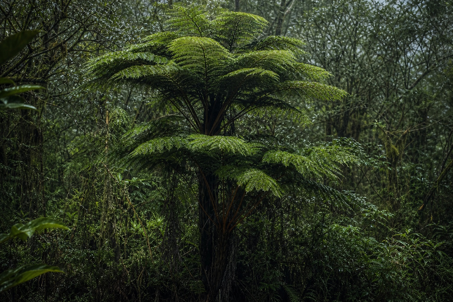 Un fanjan dans la forêt de Bébour